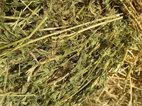 Люцерна — عکس 1