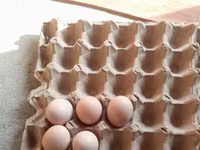 Chickens — ፎቶ 3