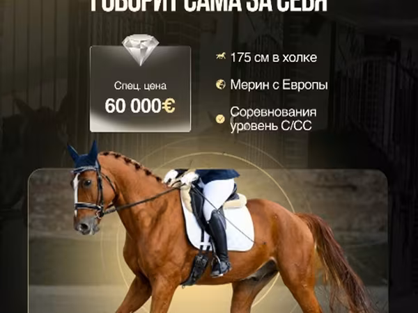 Cal, Friesian sport horse