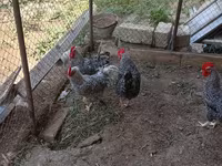 Galinha eslovena barrada — foto 2