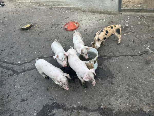 ሴት አሣማ, Pigs — ሞልዶቫ
