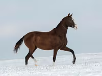 Кобила, Akhal-Teke — фото 5