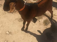 Jarac, Nubian Goat — fotografija 1