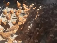 Chickens — รูปภาพ 4