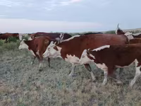 گاو نر, گاو سفیدسر قزاقستانی — عکس 1