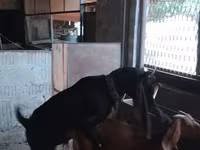 ছাগী, Beetal goats — ছবি 2