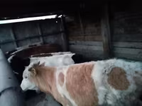 سانڈ, Simmental cattle — تصویر 7