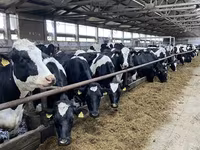 İnek, Holstein ırkı — foto 4