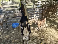 Cabra, Nubian Goat — foto 2
