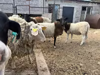 Carnero, Dorper sheep — foto 6