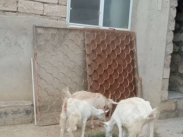 بز ماده, Saanen goat