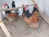 Chickens — ፎቶ 1