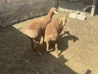 Berbec, Arashan sheep — foto 3