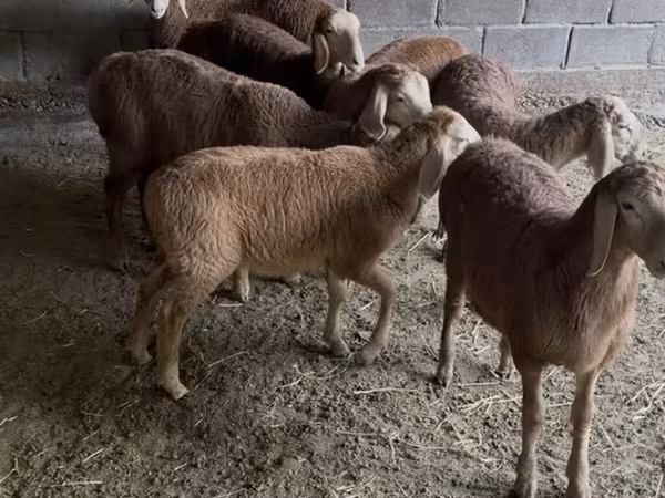 Cừu đực, Arashan sheep — Kyrgyzstan