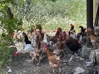 Chickens — fotografija 2