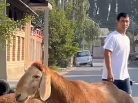 公羊, Rhon sheep — 照片 7