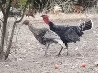Turkeys — عکس 8