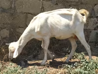 بکری, Saanen goat — تصویر 1