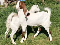 பெண் வெள்ளாடு, Nubian Goat — புகைப்படம் 1