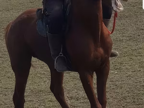 Kuda jantan, Trakehner