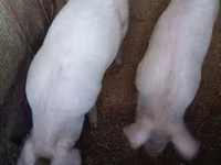خوک (گروه، جنسیت مشخص نشده), خوک — عکس 2