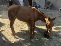 Hingst, Heste — foto 5