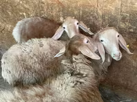 Domba jantan, Hissar sheep — foto 2