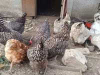 Chickens — foto 2