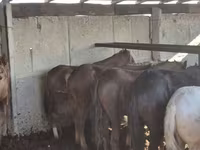 பெண் குதிரை, குதிரைகள் — புகைப்படம் 2