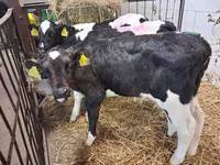 Býk, Simmental cattle — foto 5