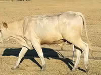 Boğa, Charolais cattle — foto 3