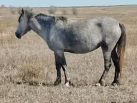 Klisna, Kazakh horse — foto 2