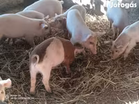 Scrofa, Дюрок — foto 2