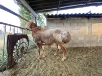 Beran, Arashan sheep — foto 1