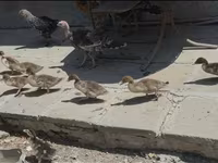 Ducks — fotografija 3