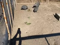 Guinea fowl — zdjęcie 1