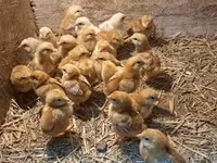 Chickens — عکس 2