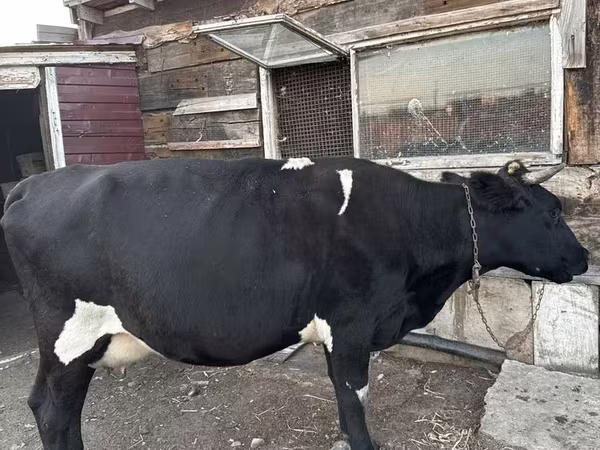 گاو ماده, Russian Black pied cattle