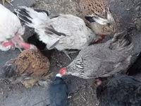 Chickens — عکس 3