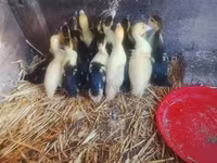 Ducks — photo 4