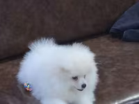 Məhsul: Pomeranian Spitz balası - Rəng: qar kimi ağ - Xəz: sıx — รูปภาพ 4