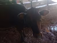 Vacă, Bovine — foto 3