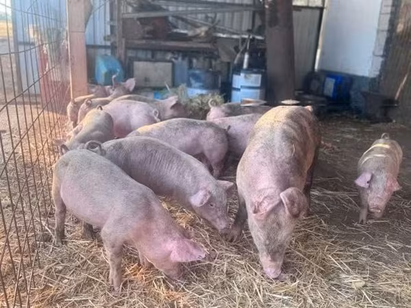 Pigs (batch, sex not specified),  — Hungary
