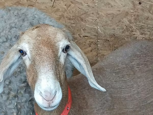 แกะตัวเมีย, Arashan sheep