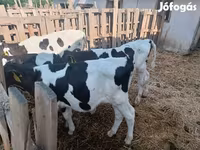 Bik, Russian Black pied cattle — fotografija 2