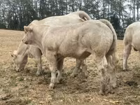 Bulle, Charolais cattle — Foto 2