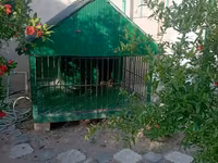 1 ildir alınıb 6 ay istifadə olunub it artıq olmadığı üçün satılır 650 — Foto 1