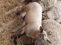 بھیڑ, بھیڑیں — تصویر 2