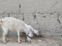 بز ماده, بز — عکس 5