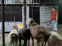 Ovan, Arashan sheep — fotografija 5